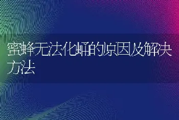 蜜蜂无法化蛹的原因及解决方法