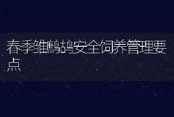 春季雏鹧鸪安全饲养管理要点