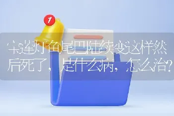 宝莲灯鱼尾巴陆续变这样然后死了，是什么病，怎么治？