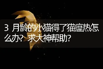 3月龄的小猫得了猫瘟热怎么办?求大神帮助？