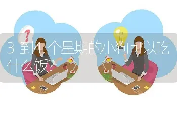 成年金毛会认新主人吗？