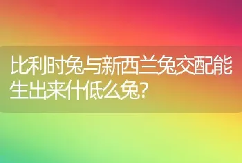 比利时兔与新西兰兔交配能生出来什低么兔？