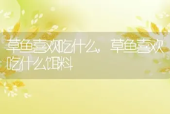 草鱼喜欢吃什么，草鱼喜欢吃什么饵料