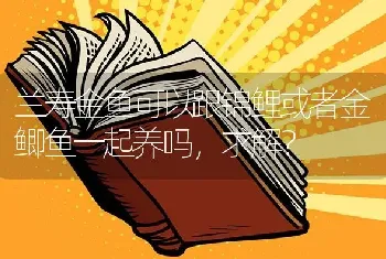 兰寿金鱼可以跟锦鲤或者金鲫鱼一起养吗，求解？