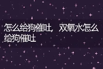 怎么给狗催吐，双氧水怎么给狗催吐