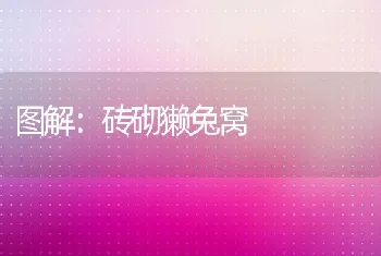 图解：砖砌獭兔窝