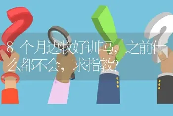 8个月边牧好训吗，之前什么都不会，求指教？