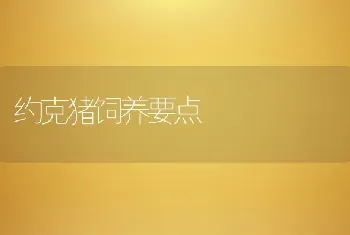 约克猪饲养要点