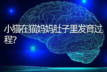 小狗起什么名字好听？