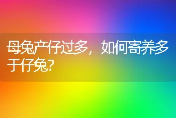 母兔产仔过多，如何寄养多于仔兔？