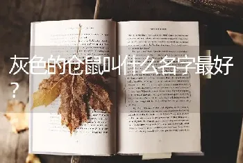 灰色的仓鼠叫什么名字最好？