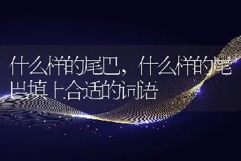 什么样的尾巴，什么样的尾巴填上合适的词语