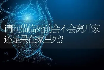 旺财是什么动物？