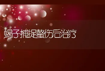 蝎子捕捉螫伤后治疗