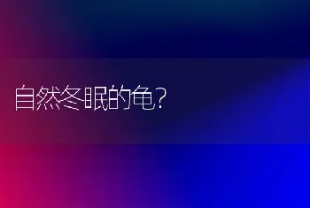 自然冬眠的龟？