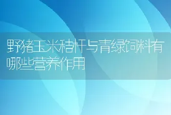 野猪玉米秸杆与青绿饲料有哪些营养作用