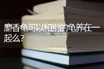 麝香龟可以和别的龟养在一起么？