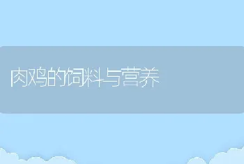 笋壳鱼养殖周期与越冬技巧介绍