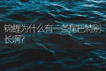 锦鲤为什么有一条尾巴特别长啊？