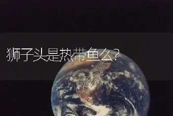 狮子头是热带鱼么？