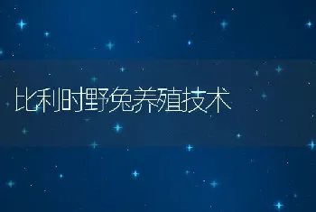 比利时野兔养殖技术