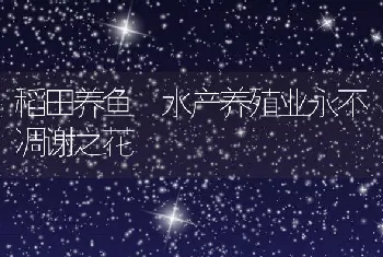 稻田养鱼水产养殖业永不凋谢之花