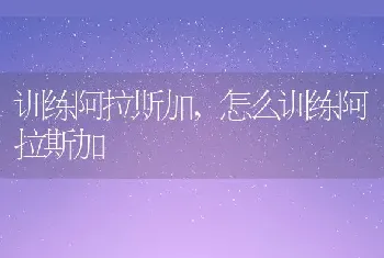 训练阿拉斯加，怎么训练阿拉斯加