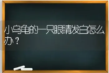 小乌龟的一只眼睛发白怎么办？