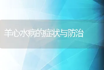 羊心水病的症状与防治