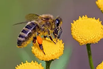 蜜蜂蛰人蜜蜂自身会死吗？