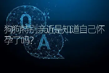 狗狗特别亲近是知道自己怀孕了吗？