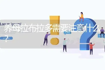 养母拉布拉多需要注意什么？