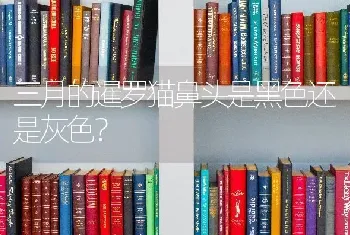 三月的暹罗猫鼻头是黑色还是灰色？