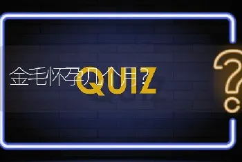 金毛怀孕几个月？