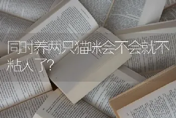 同时养两只猫咪会不会就不粘人了？