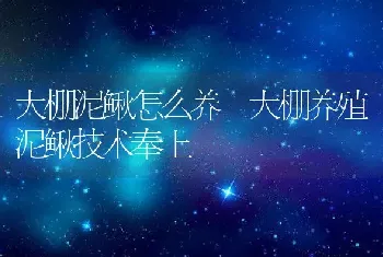 大棚泥鳅怎么养 大棚养殖泥鳅技术奉上