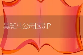 黑斑马公母区别？