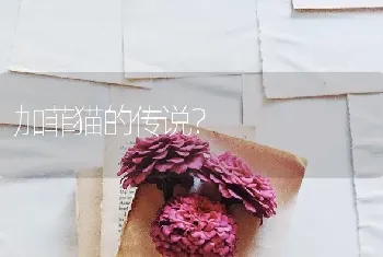 加菲猫的传说？