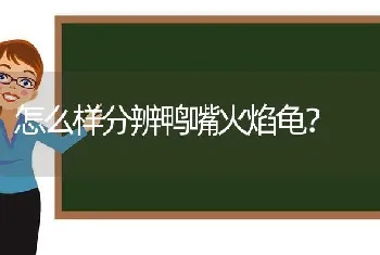 怎么样分辨鸭嘴火焰龟？