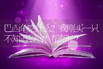 巴西龟吃什么?我刚买一只不知道喂啥?帮帮忙？