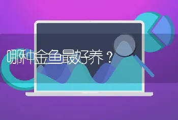 哪种金鱼最好养？