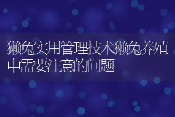 獭兔实用管理技术獭兔养殖中需要注意的问题