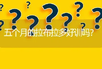 五个月的拉布拉多好训吗？