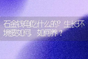 石金钱龟吃什么的?生长环境要如何.如何养？