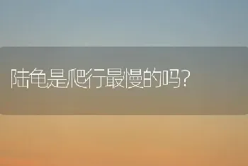 陆龟是爬行最慢的吗？