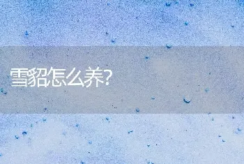 雪貂怎么养？