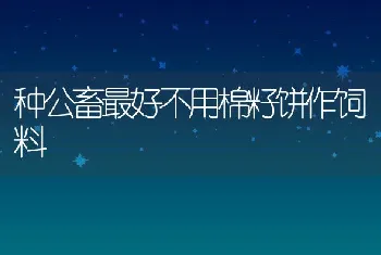 种公畜最好不用棉籽饼作饲料