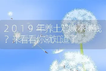 2019年养土鸡赚不赚钱？来看看你就知道了