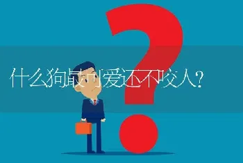 养殖拉布拉多能挣钱吗？