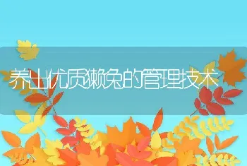 养出优质獭兔的管理技术